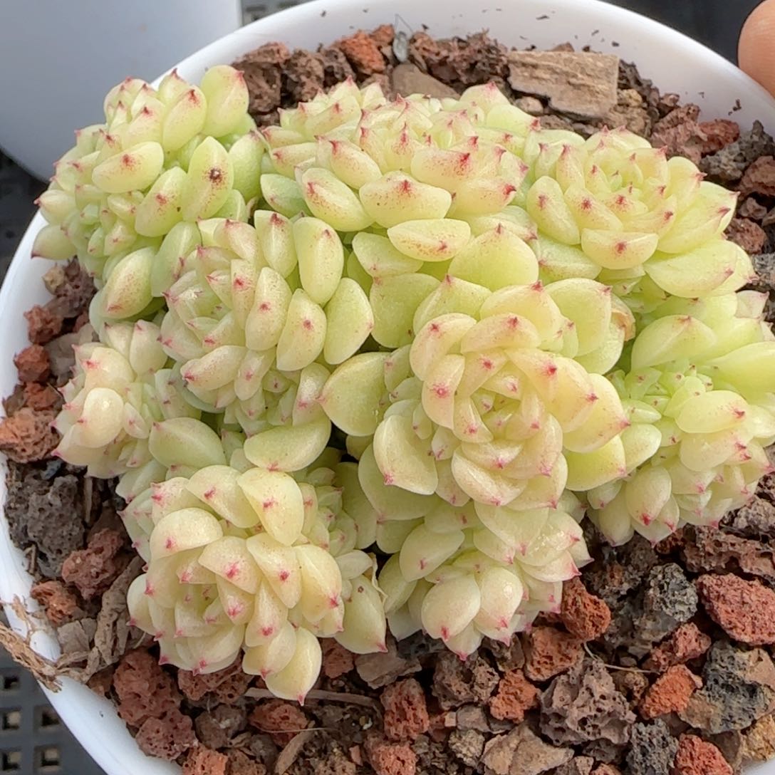 我****猫【闪购商品】0223-60（模特3号）