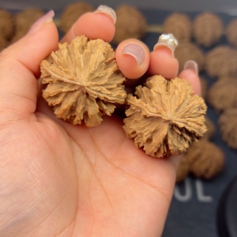 桃核吊坠秦岭山脉野生植物