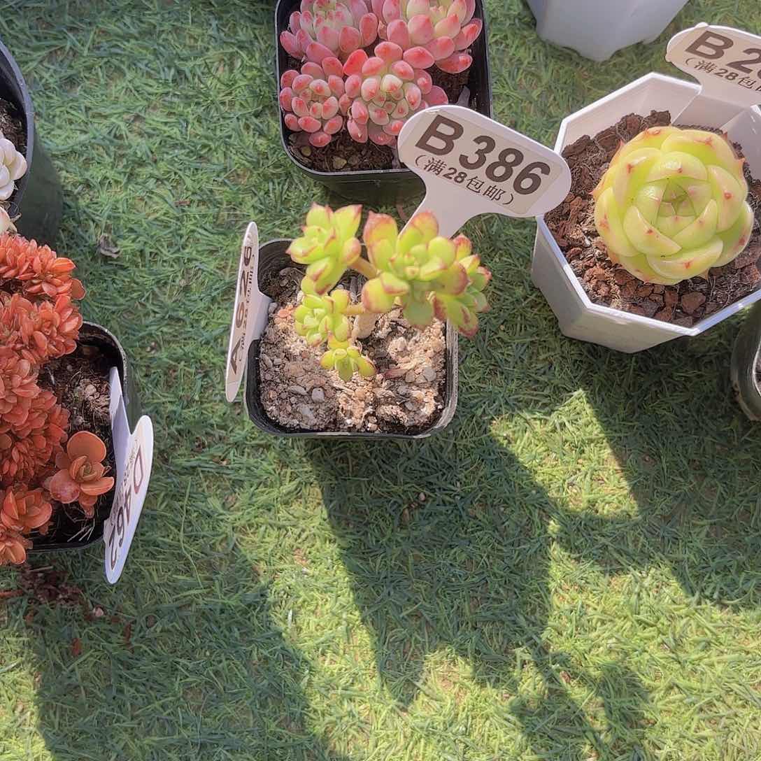 B386酥皮呀一物一拍