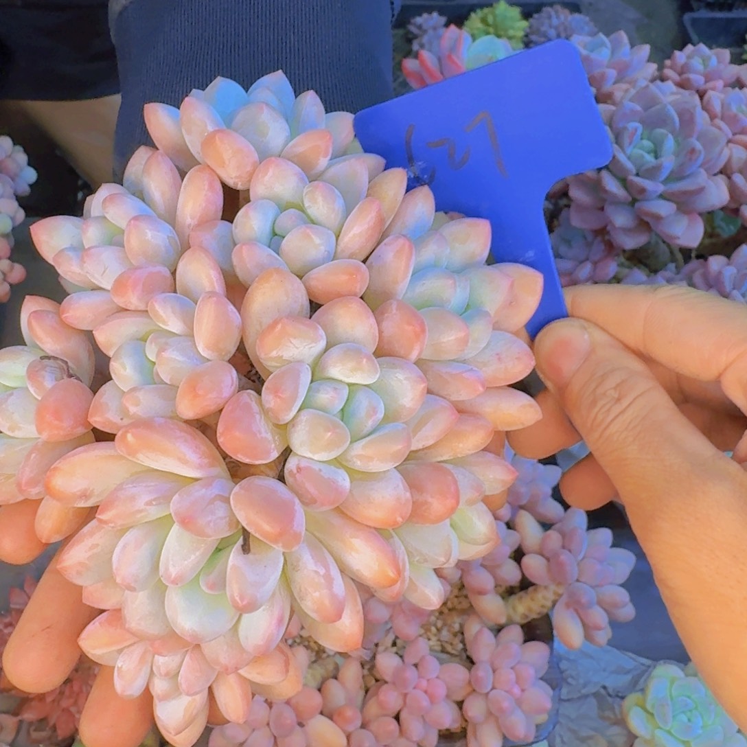 多肉植物的生长发育和生长