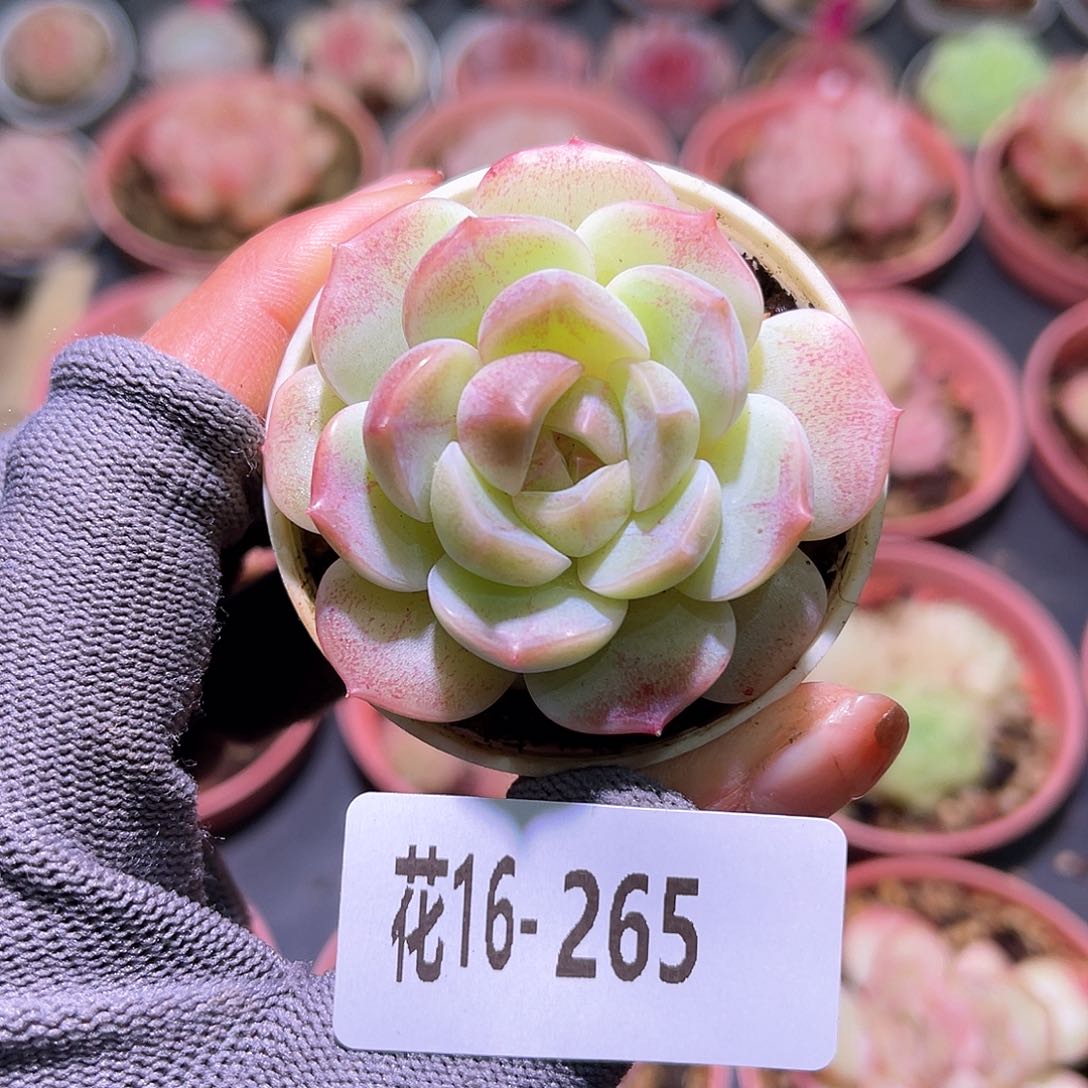 花16-265新品单头