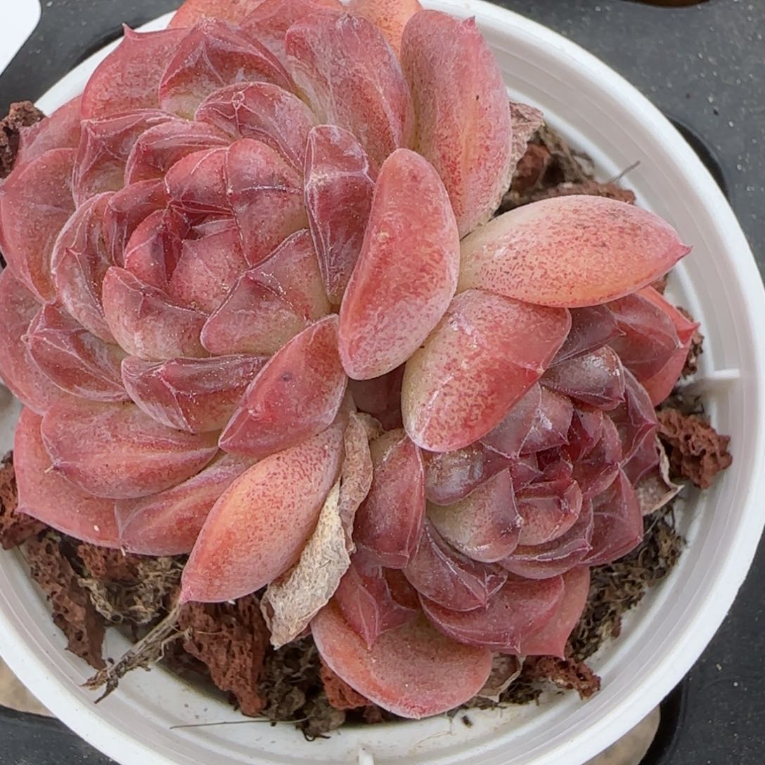 花语逸境0221-295