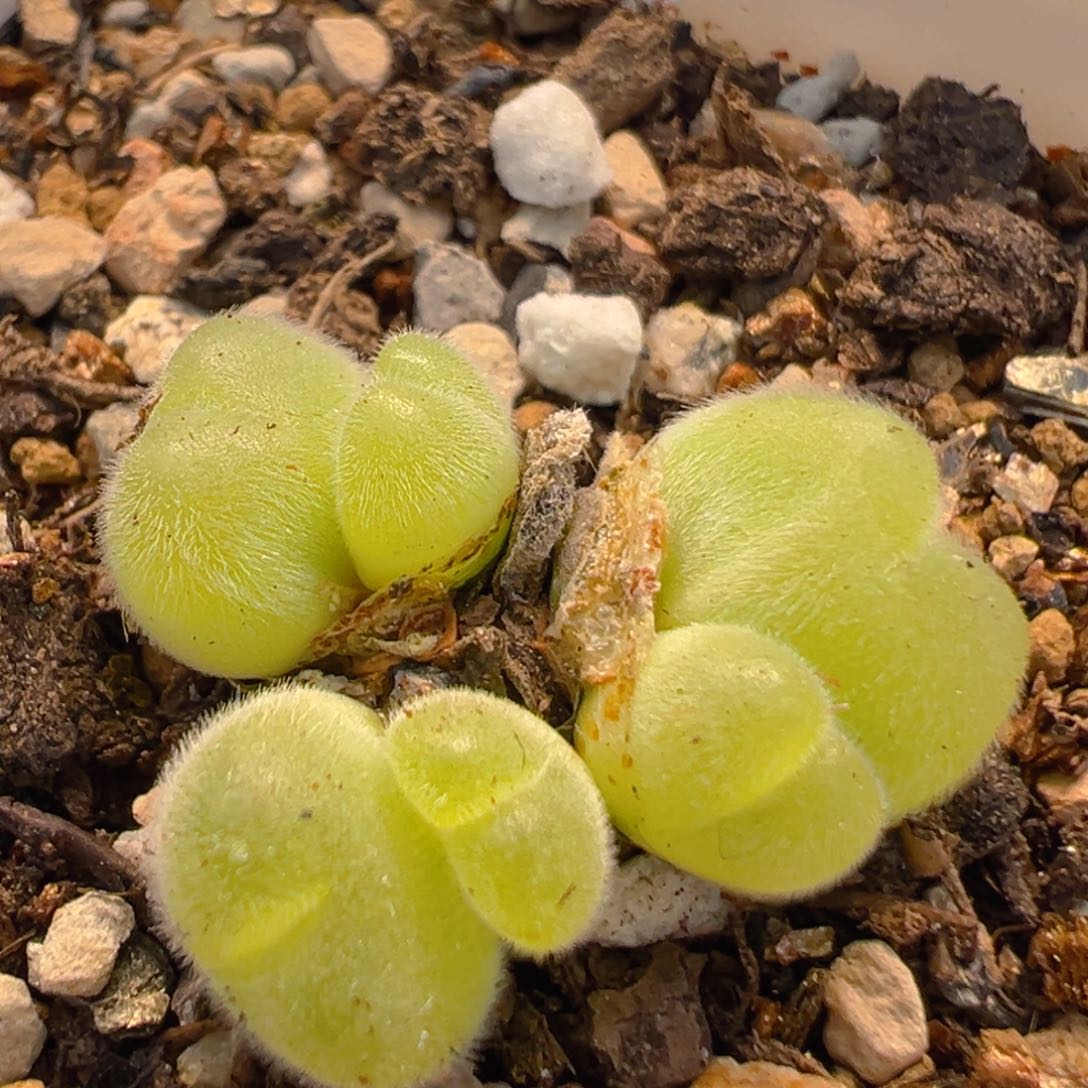20多肉植物百科知识