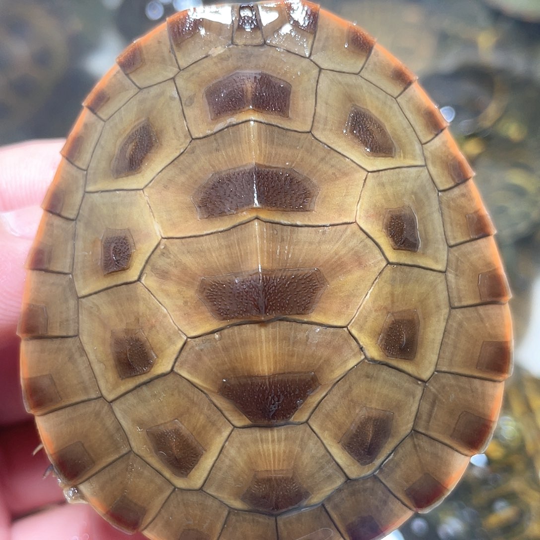 宠物龟不分公母6.5