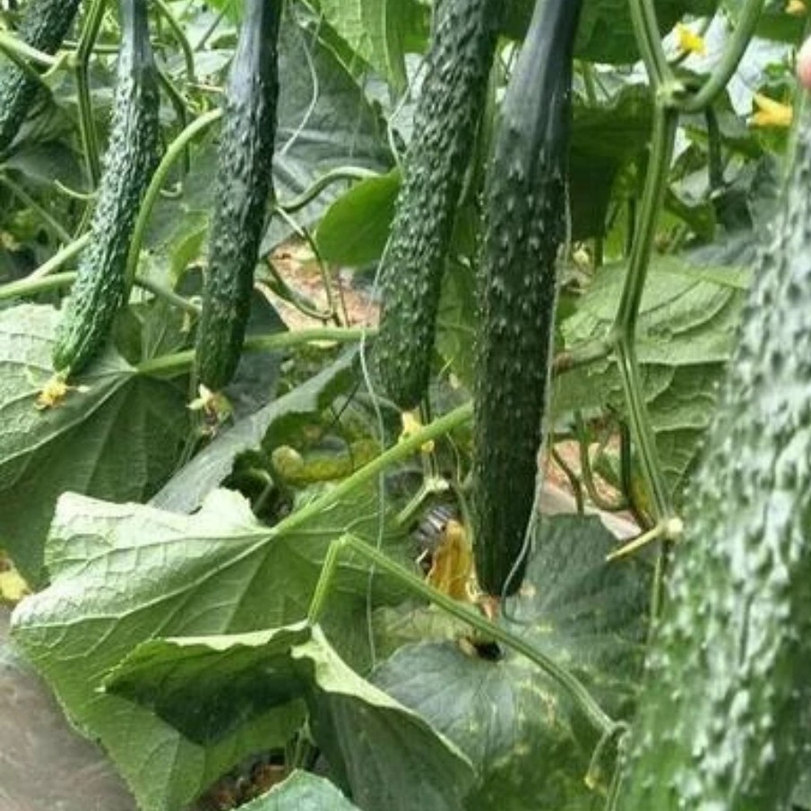 农家自种露天黄瓜新鲜采摘3斤精品黄瓜黄瓜水果黄瓜