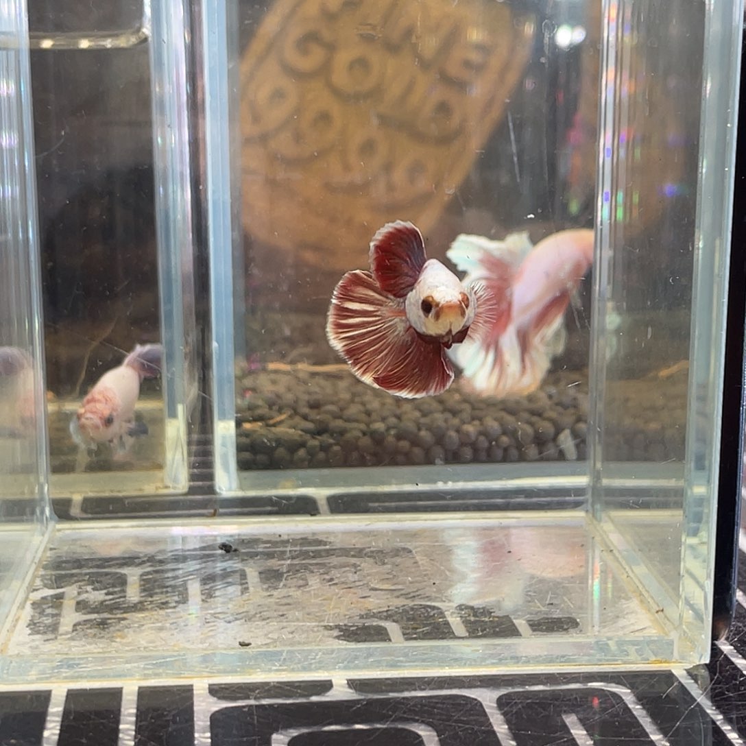 斗鱼22号线1128早面具粉金豹