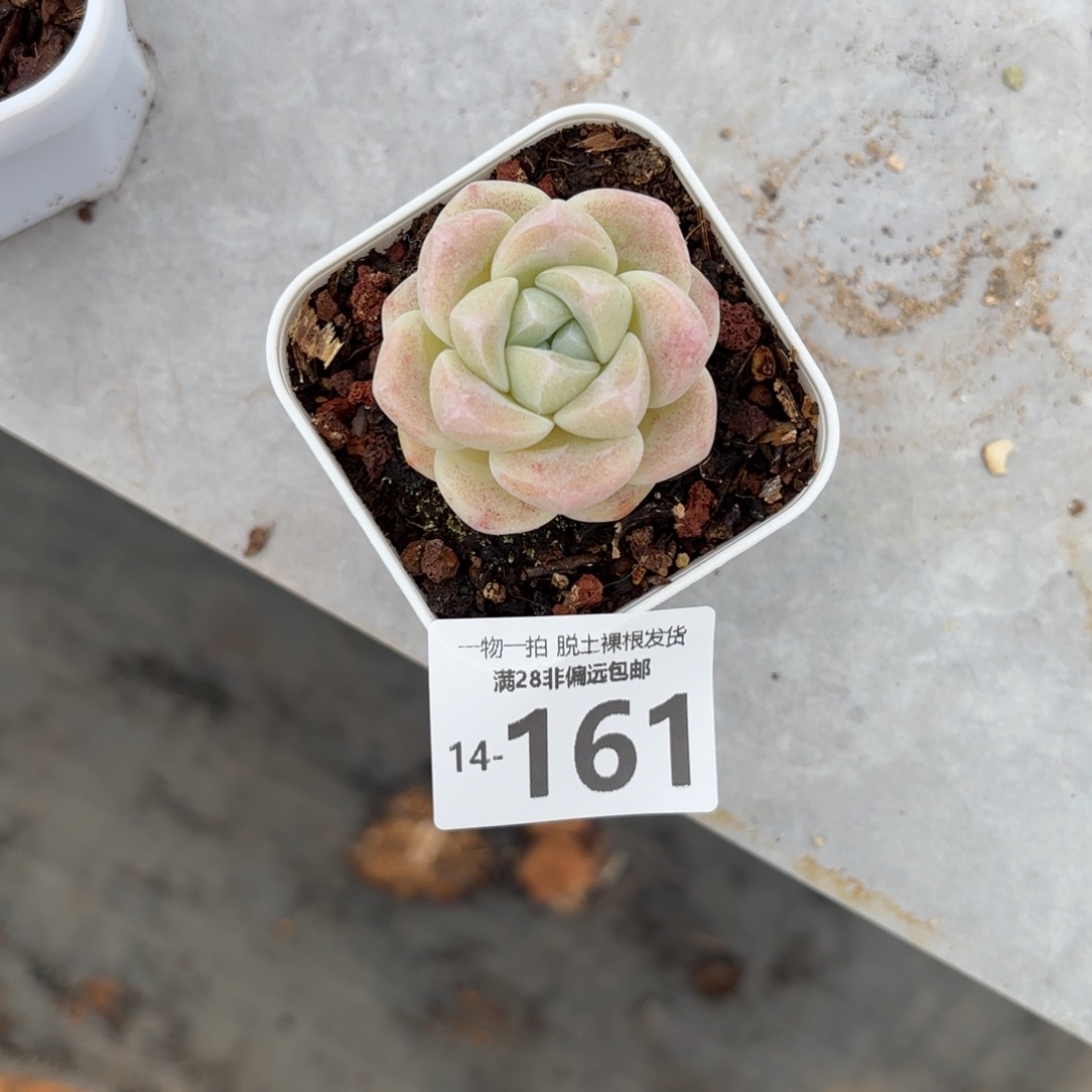 冰玉单头多肉多肉多