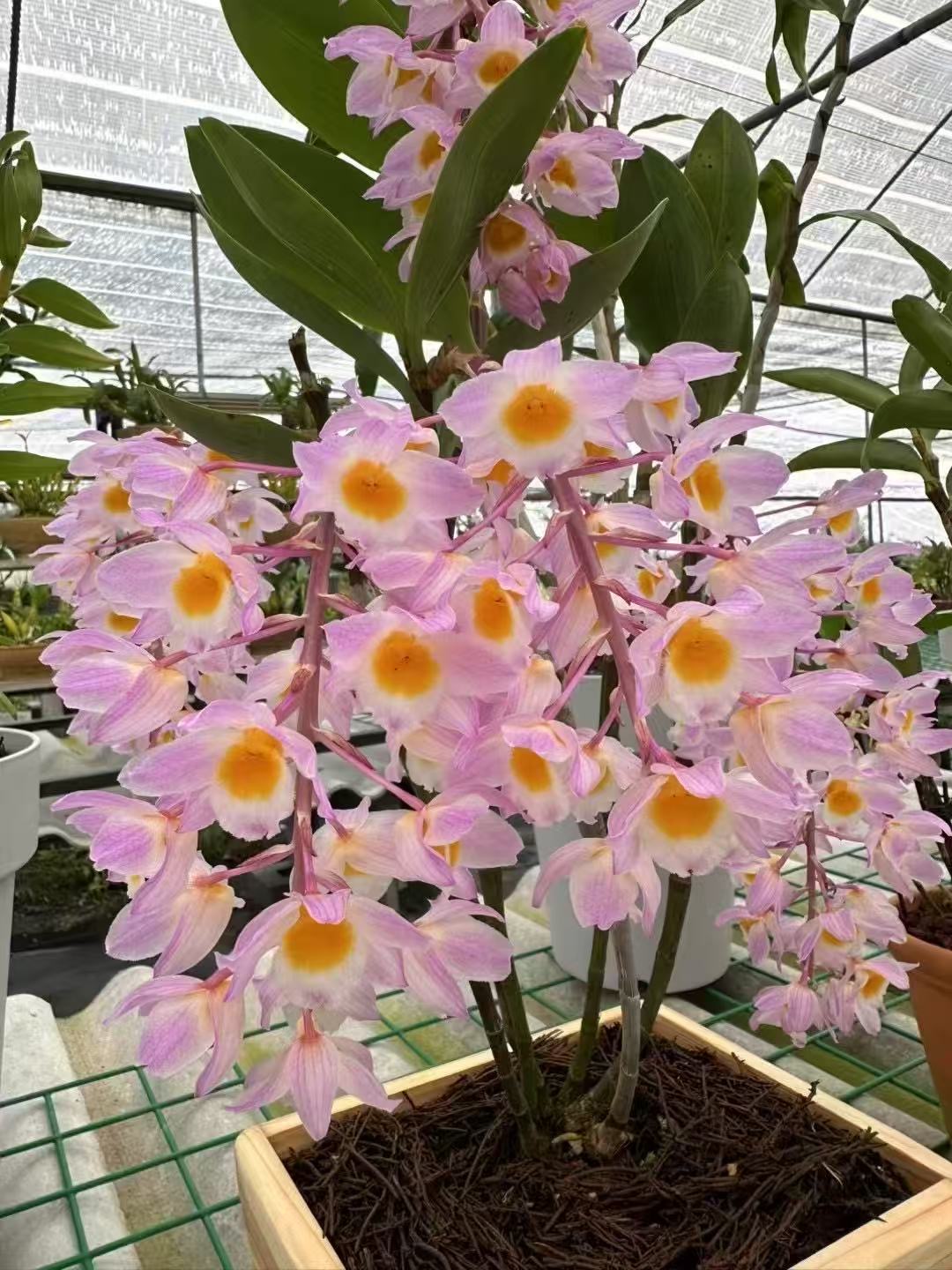 越南原种稀有高山红灯笼石斛兰盆栽带盆种活多年生好养