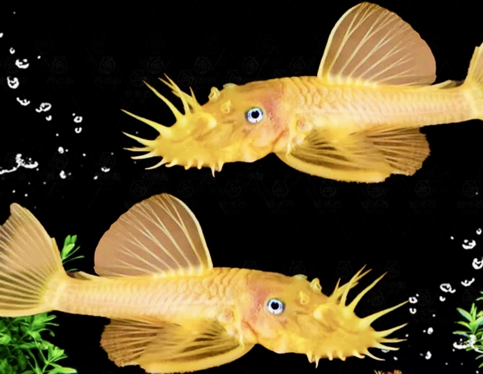 胡子鱼清道夫观赏鱼鱼缸除藻必备活体淡水工具鱼