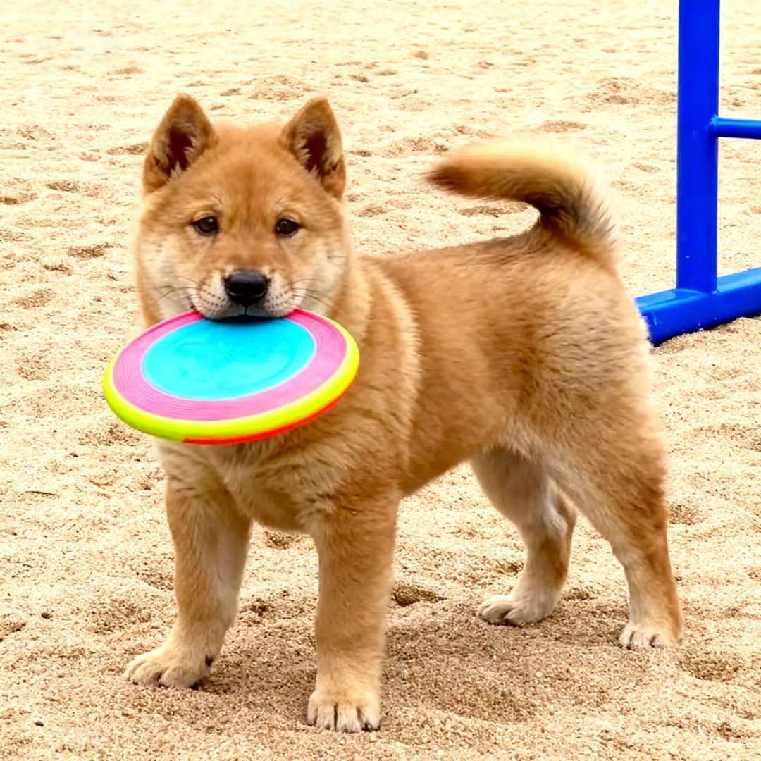 黄狗幼犬看门狗便宜活体大型犬黄色小狗土狗正宗白面狗短毛大骨架