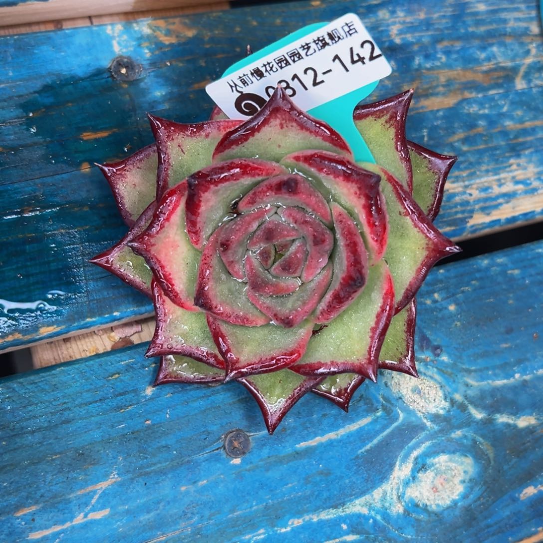 多肉一物一拍0812-142