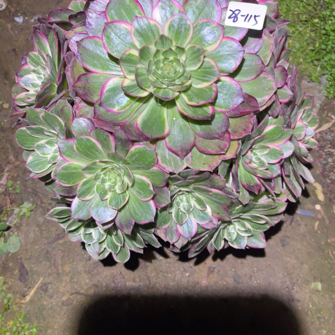 12-28-115莲花座法师锦