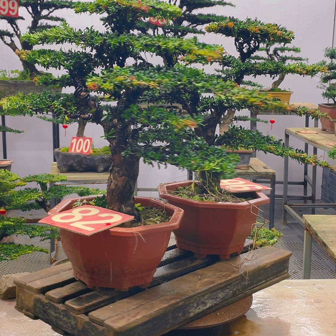 无花朵罗汉松红芽