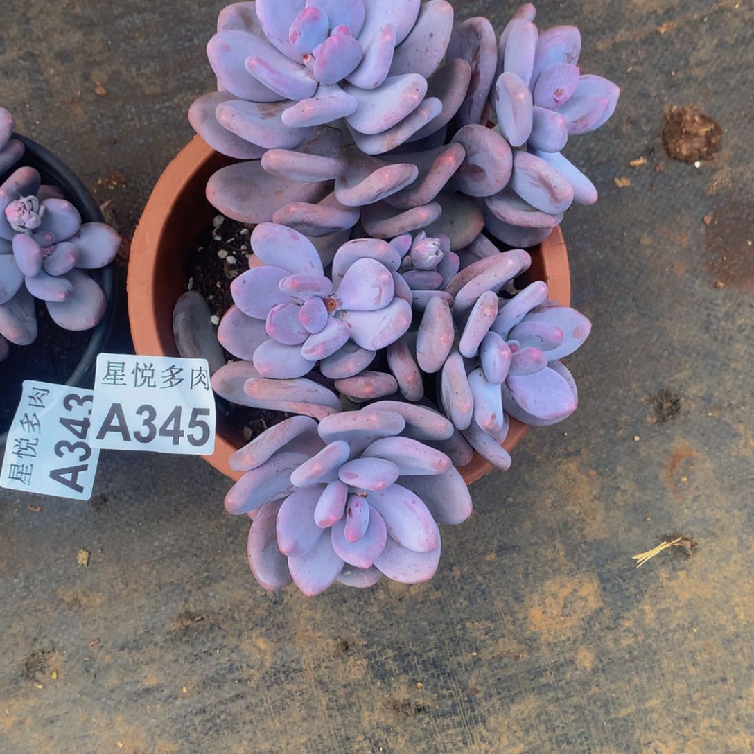冰**恋星悦多肉        A345