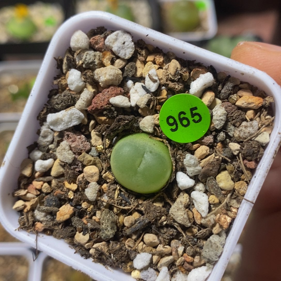 拉登1.2+多肉植物965