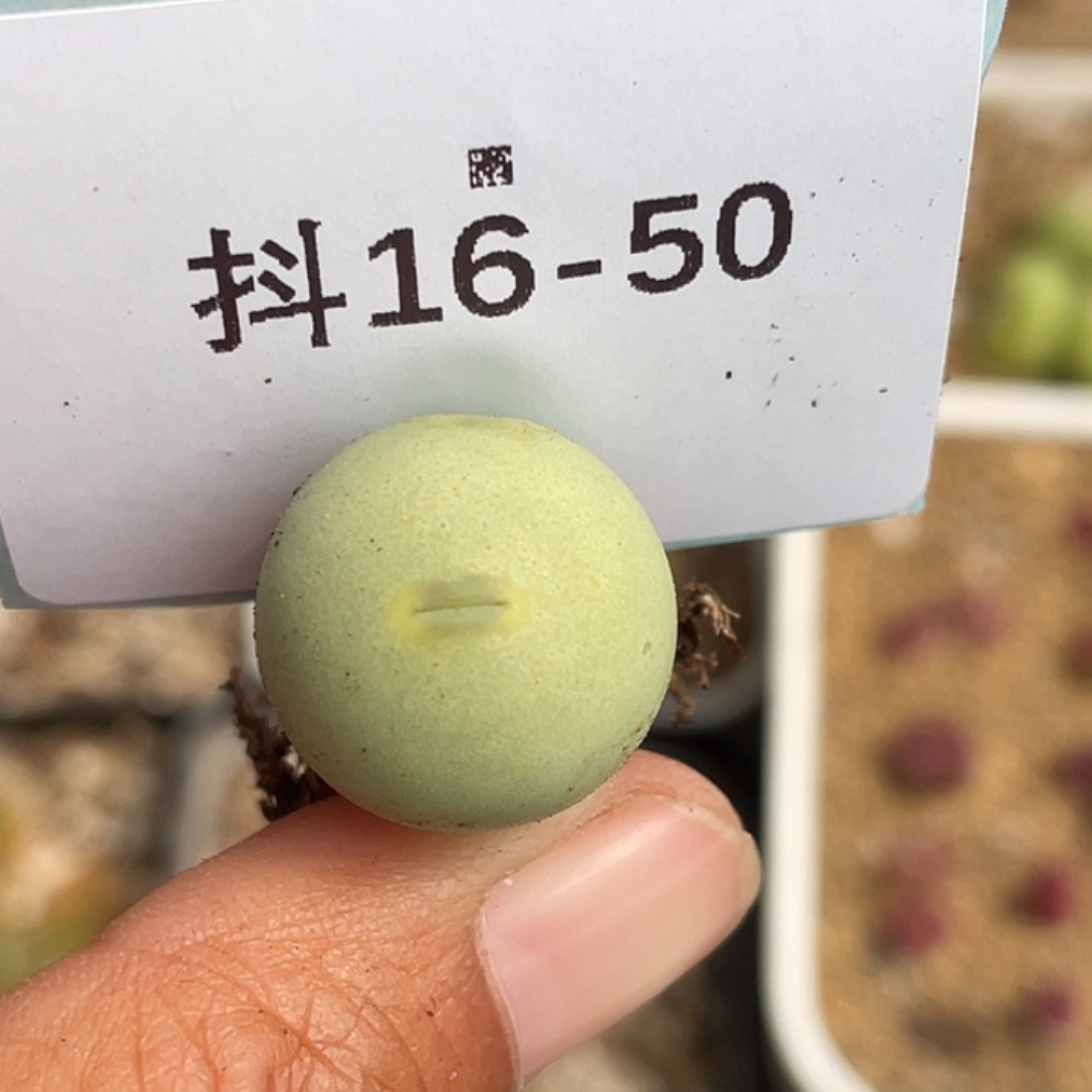 16-50鸽子蛋多肉植物