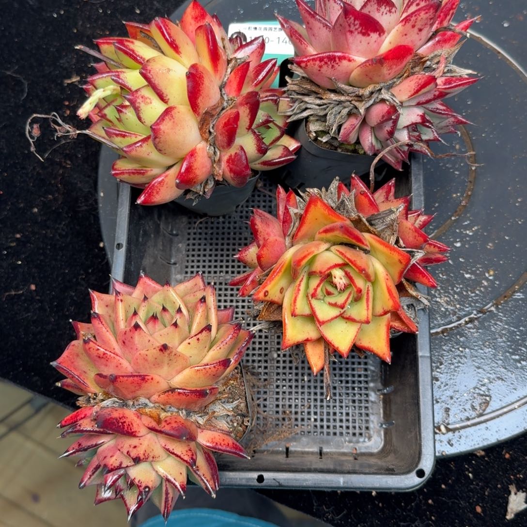 从前慢多肉精选编号1210.140