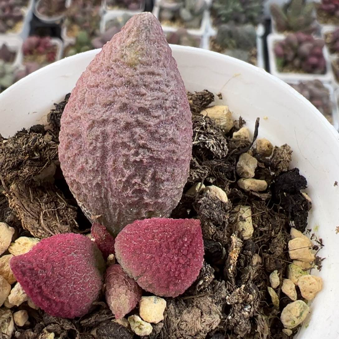 腹部系57号号大苗多肉植物