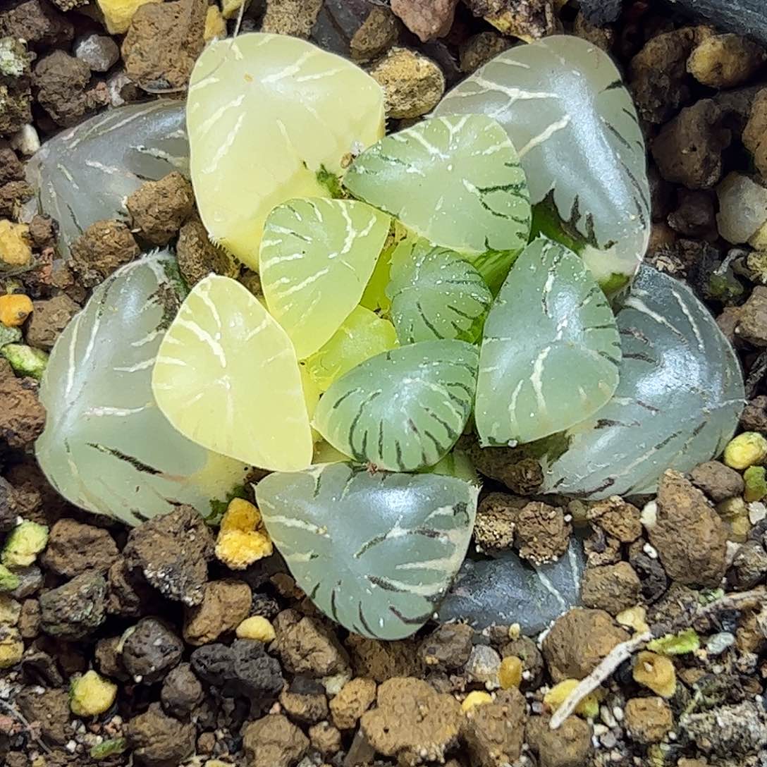 孔明灯锦十二卷多肉