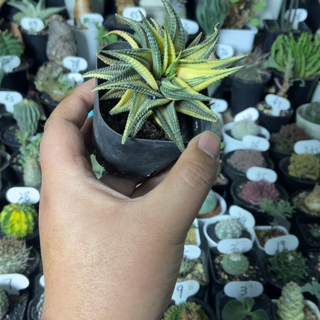 琉璃殿锦一物一拍