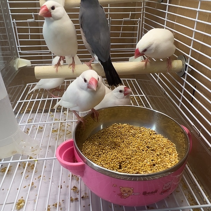 C***生文鸟精品文鸟四只一对灰一对白
