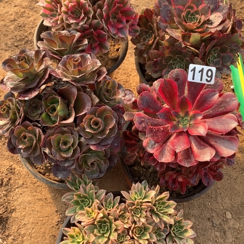 开***果119五颗法师多肉植物