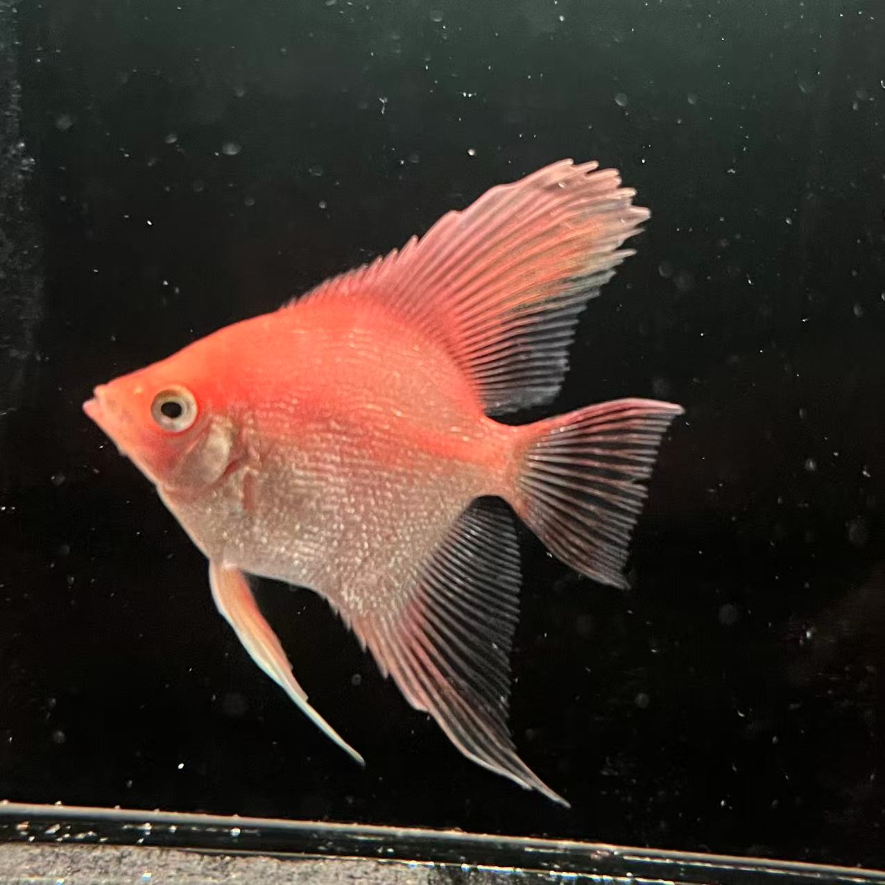 神仙鱼燕鱼红魔神仙等多种热带观赏鱼好养皮实淡水鱼