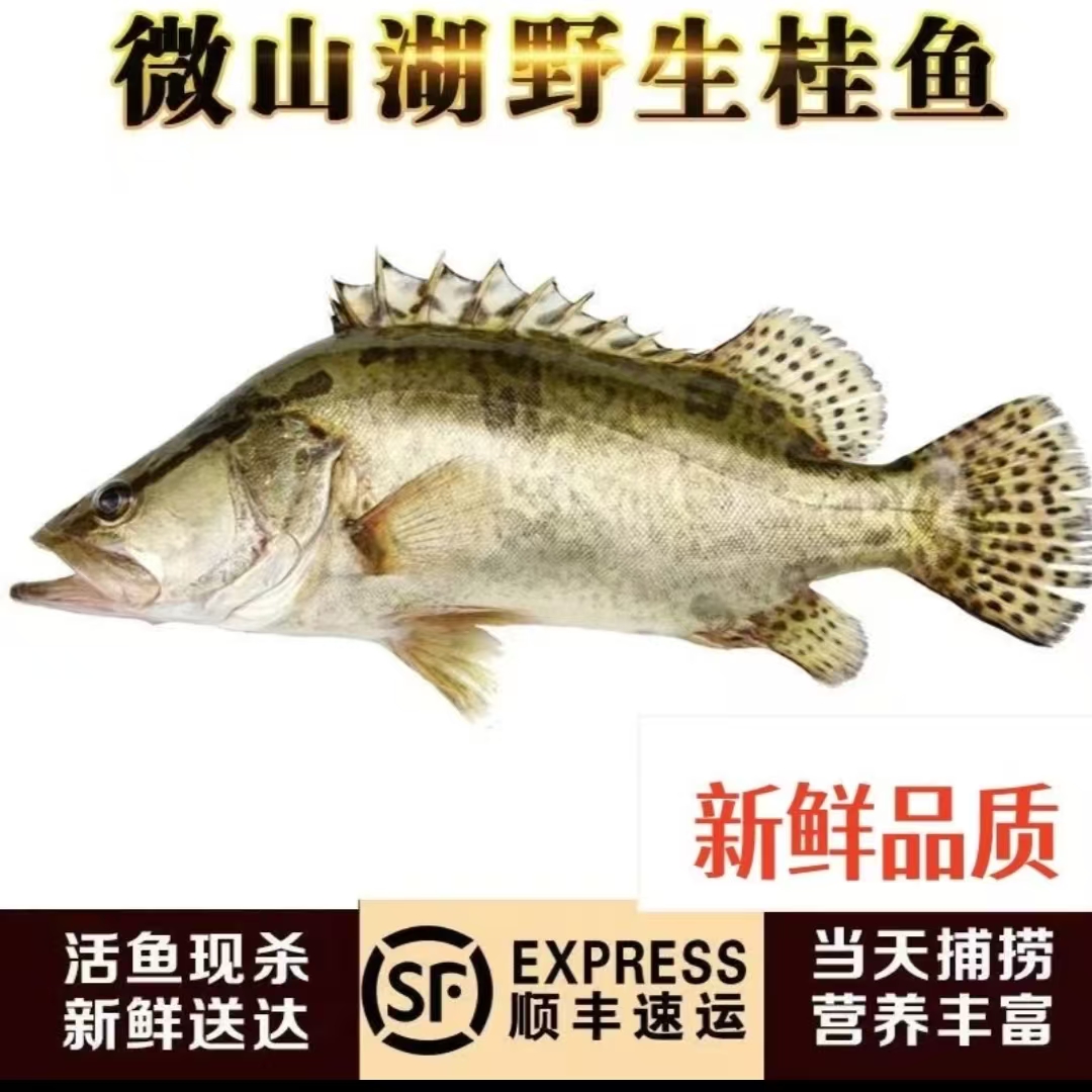 【直播改价专用】微山湖原生态鳜鱼桂鱼季花鳌花鱼活鱼现杀顺丰冷链
