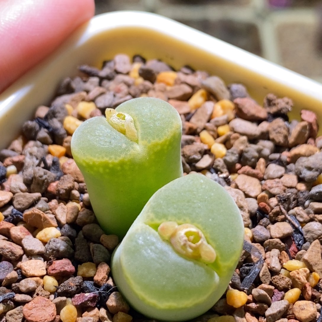 双头大大的绿安格母本