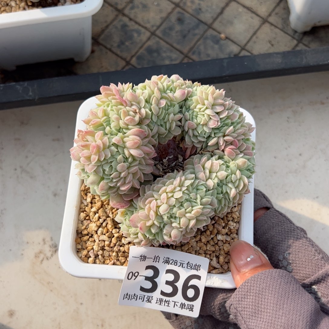 羊脂球缀化多肉单头多肉
