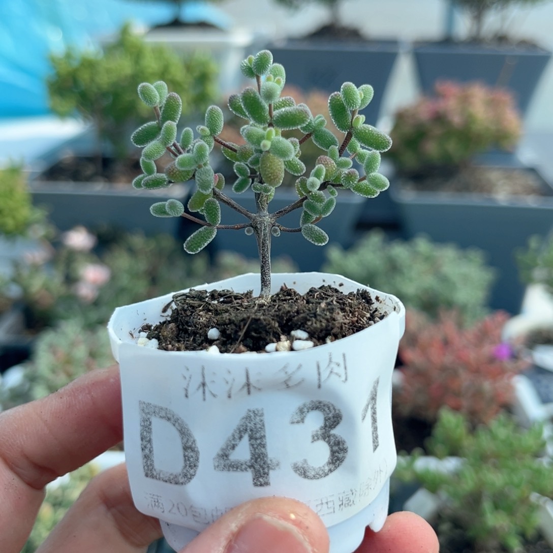 431实生糖球枝干