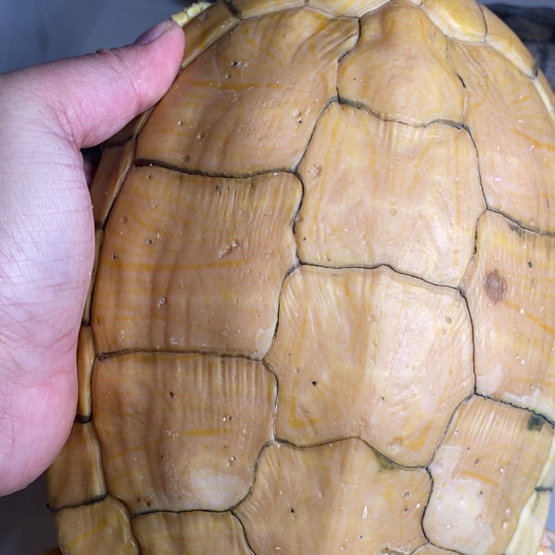 绿毛龟母一个白巴母