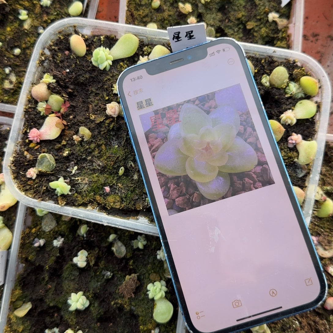 星星芝麻穴一个满25包邮