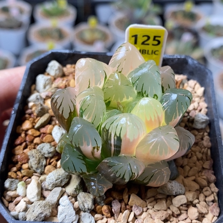 125号广濑玉露锦带盆
