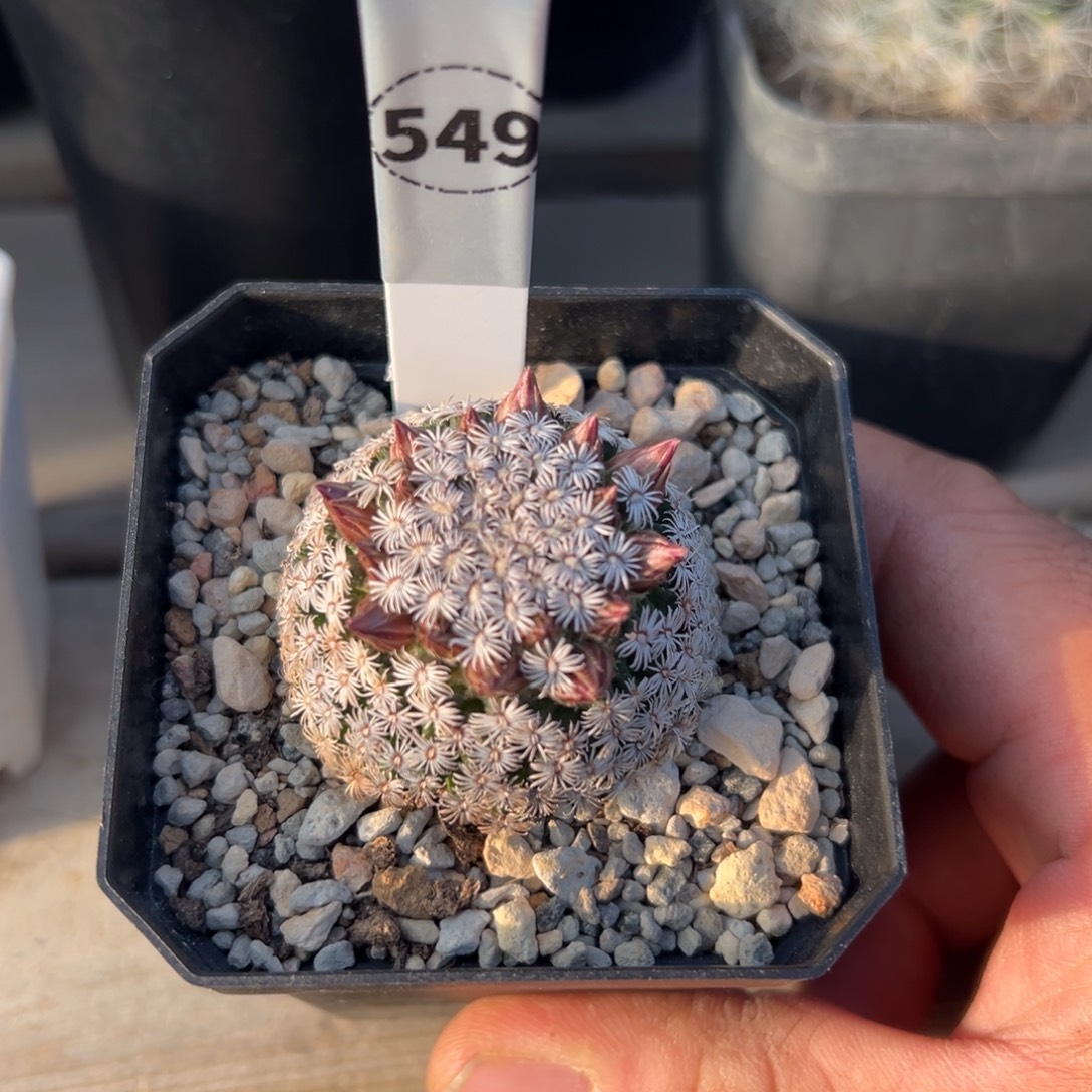 克氏丸多肉植物带盆土实生根549