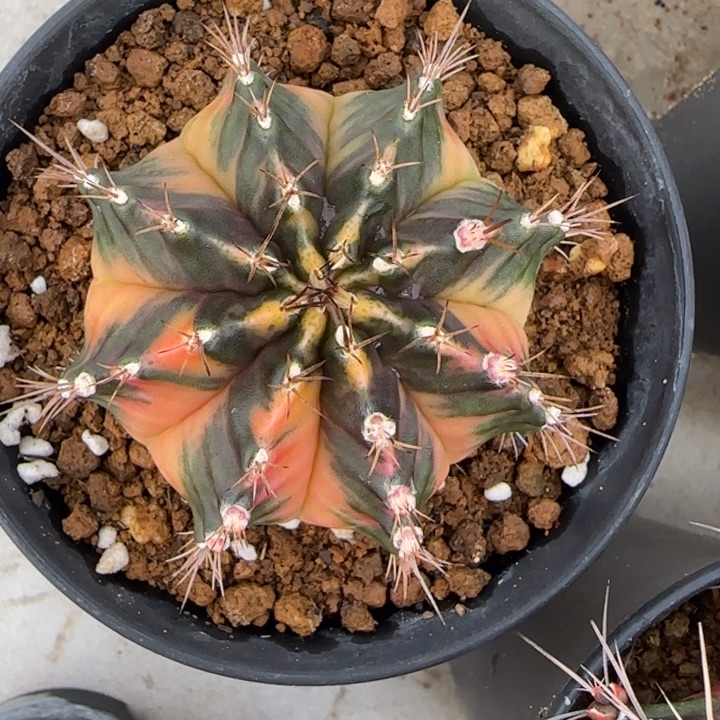 77-0110粉气球泰国发货多肉