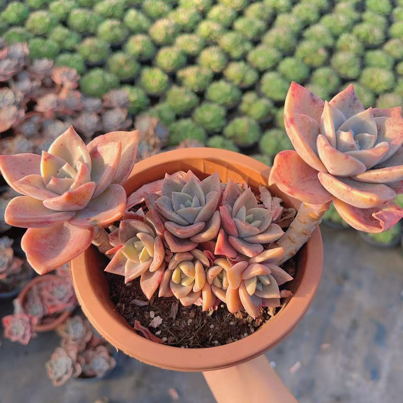 【老桩旭鹤】 多肉植物 绿植盆栽