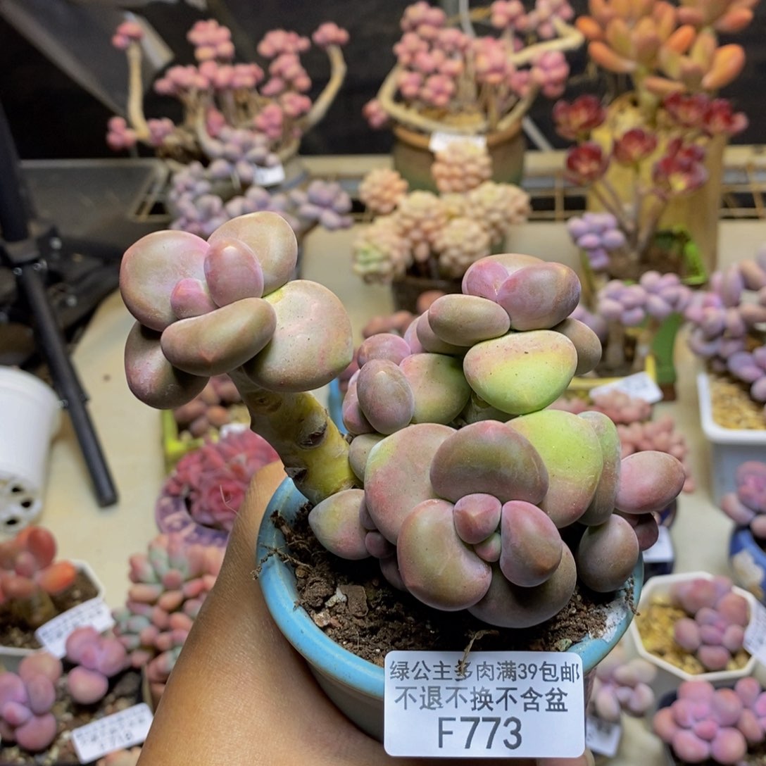 773芒果奶kk奶多肉7c m