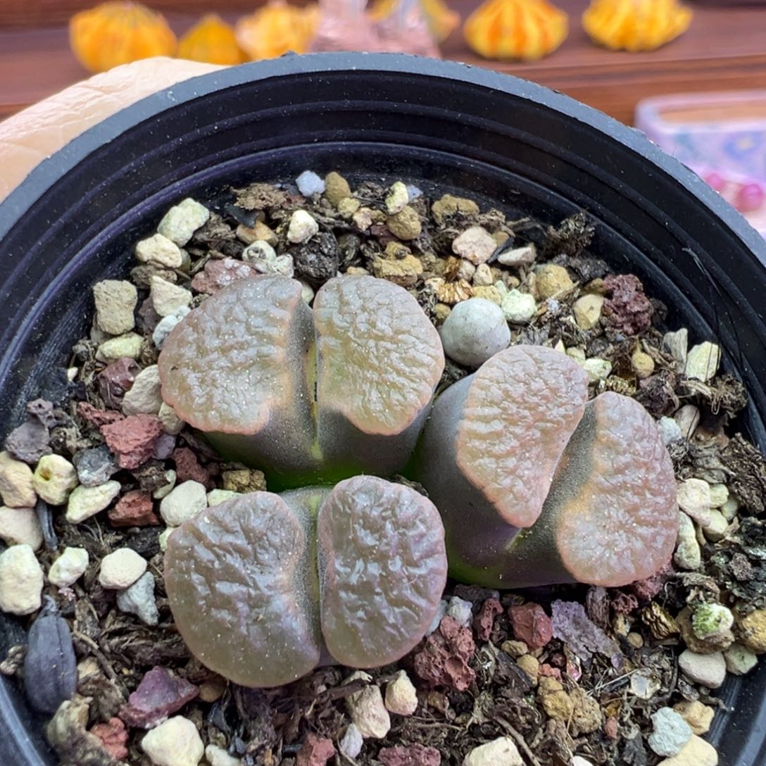 158号磁铁福利特特特