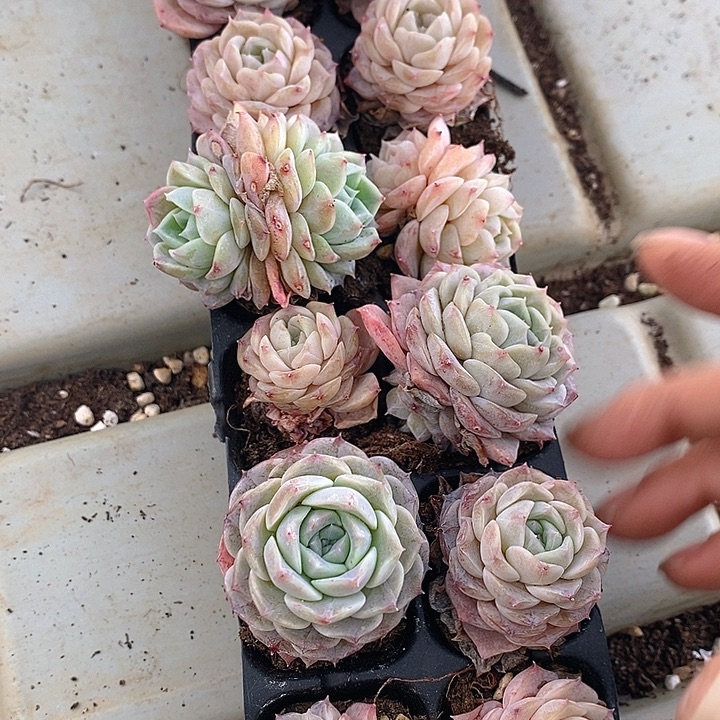 212 多肉植物盆栽花卉植物