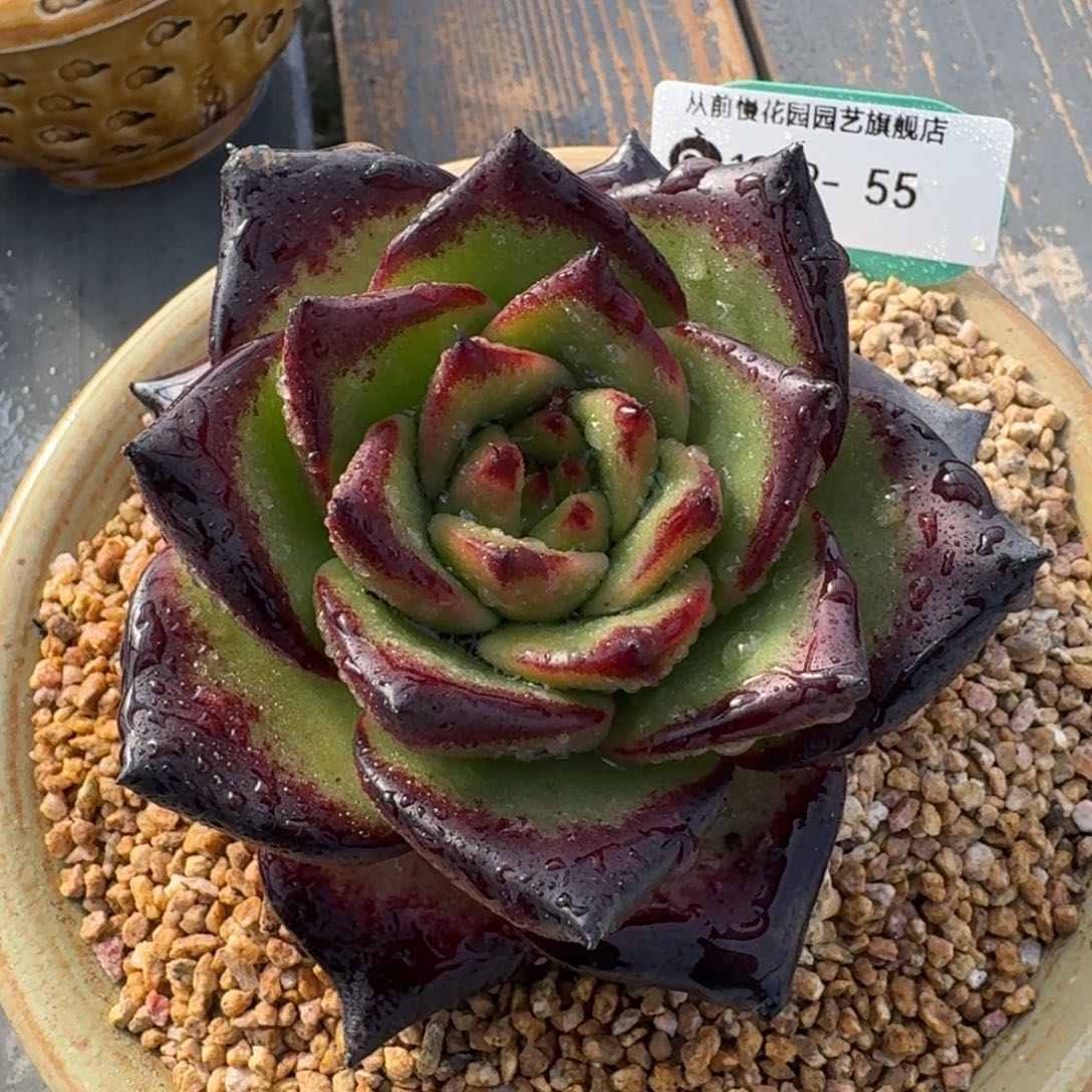 从前慢多肉精选编号1229.55