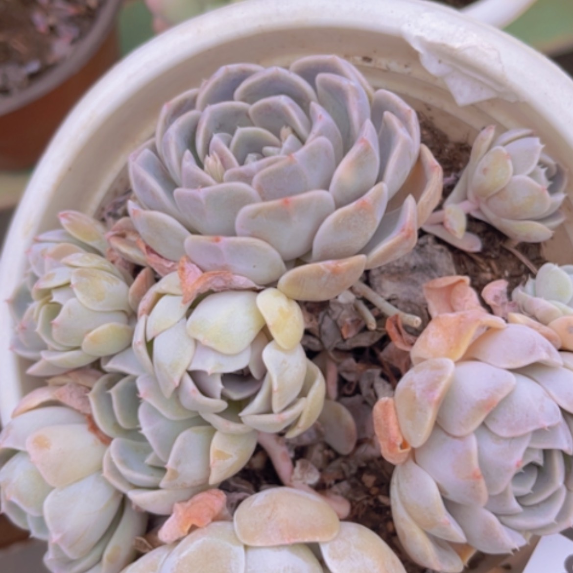 【闪购商品】汉堡07123