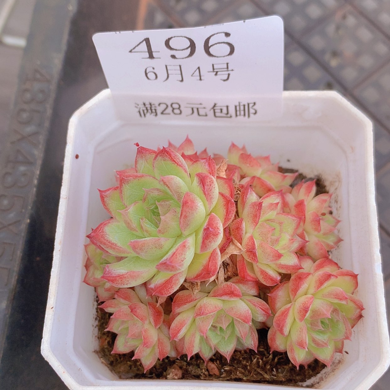 【闪购商品】云496号