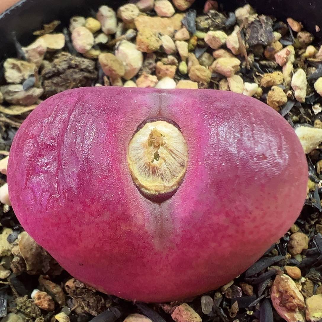 556毛汉尼带盆土发货