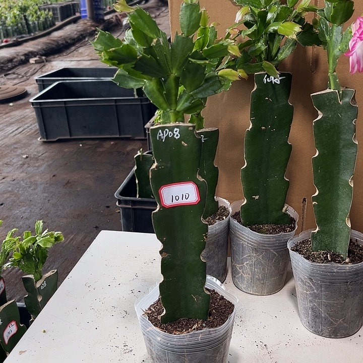 k***2当前无花栽培后可以开花08