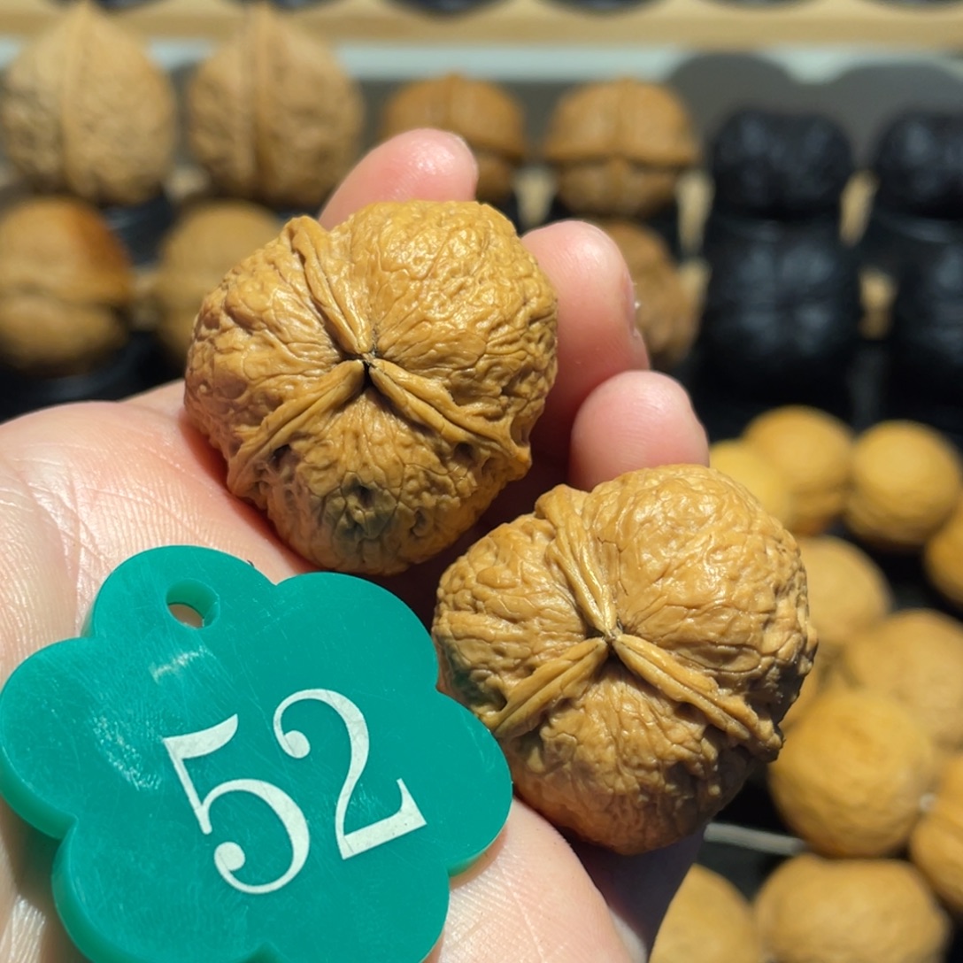 蚂蚁三棱核桃31。 