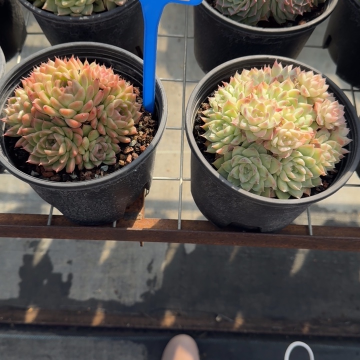 福利组合477多肉植物