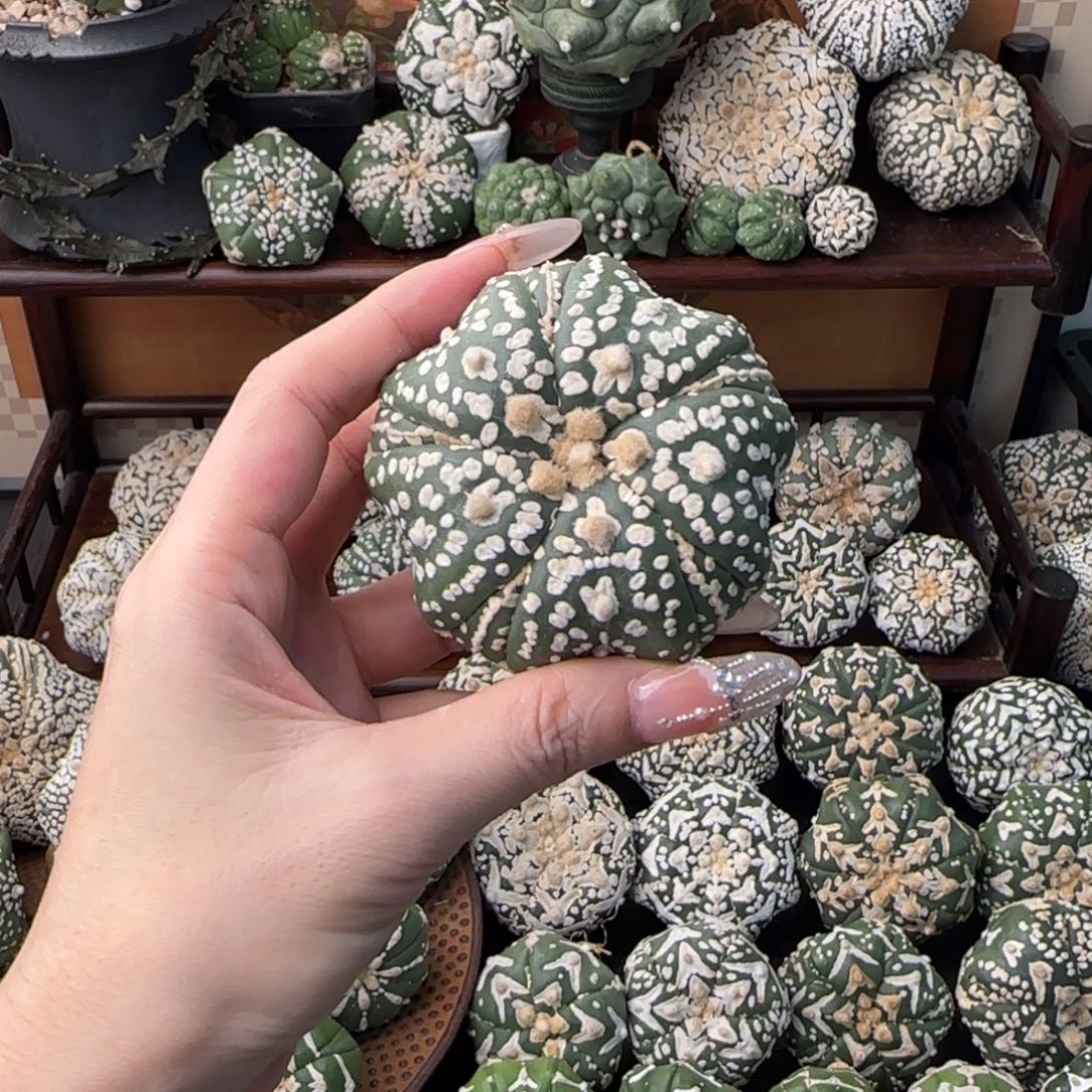 7号无瑕五棱五腹棱6.4cm