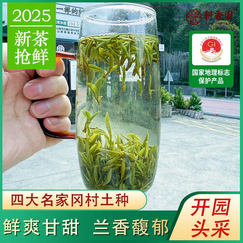 【2025新茶】四大名家冈村土种开园头采黄山毛峰-兰香悠悠鲜爽好喝