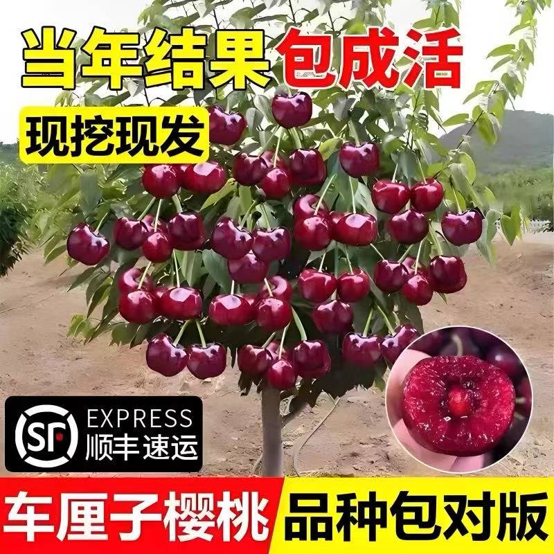 车厘子大树苗 樱桃树苗 美早 黑珍珠 桑提娜 俄罗斯八号一树一拍 